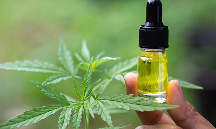 What to Look out for When Shopping for CBD Gummies?