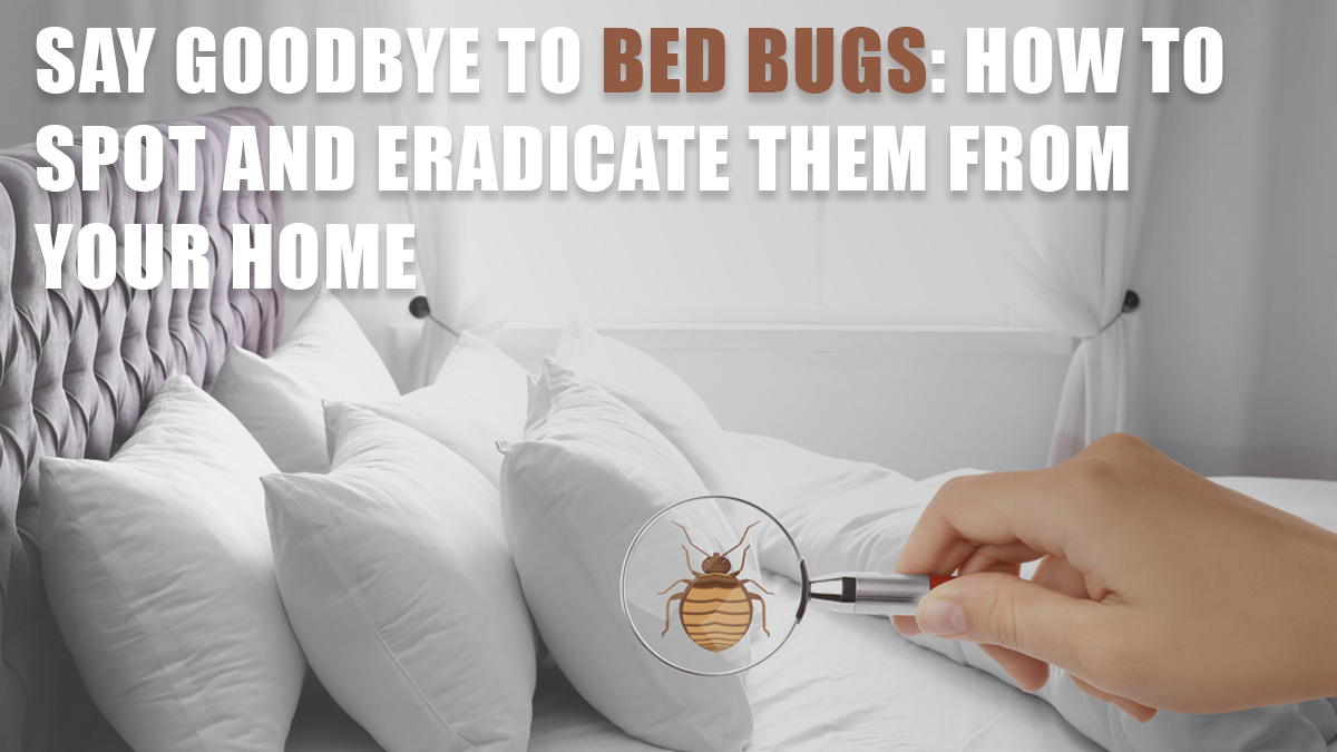 Say Goodbye to Bed Bugs: How to Spot and Eradicate Them from Your Home