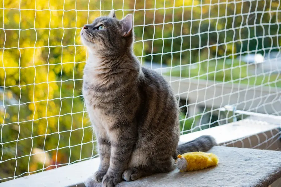 Can You Use an Invisible Fence for Cats?