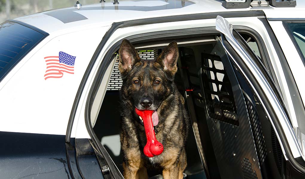 Good Police Dogs: The Unsung Heroes of Law Enforcement