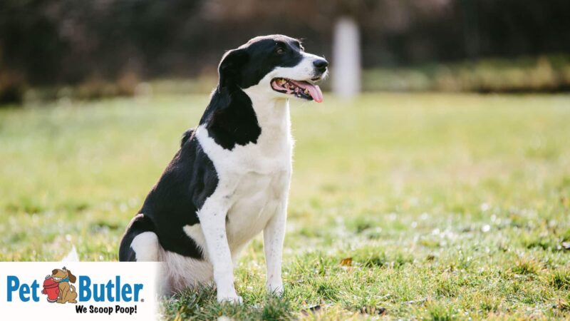 Drug Dog Breeds: An In-Depth Analysis of Canine Detectives