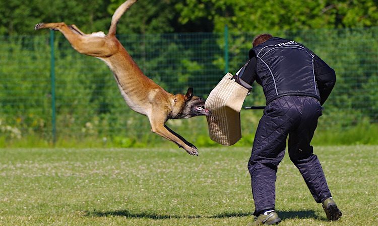 How Are Police Dogs Trained?