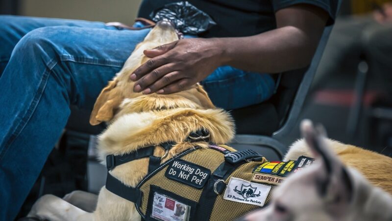 The Meaning of K9: Unveiling the Symbolism Behind the Term