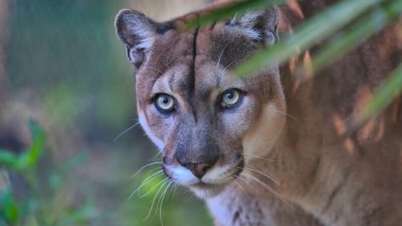 List of North American Endangered Species