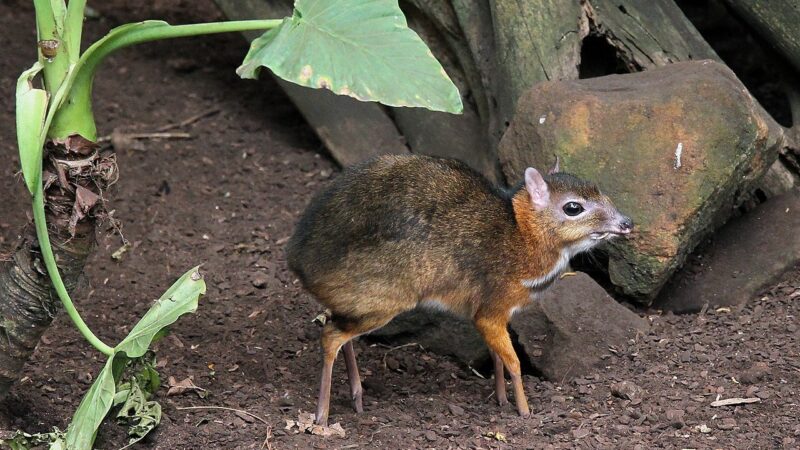 The Fascinating World of Mice Deer: An In-Depth Exploration