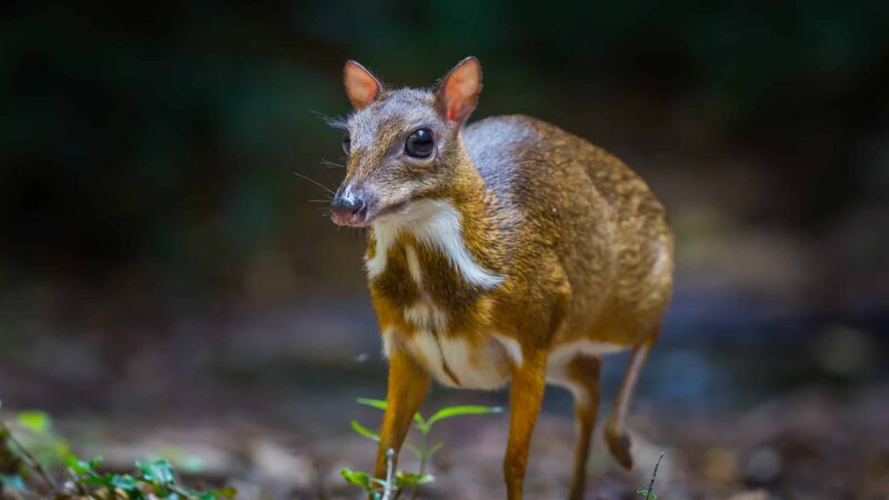 Mouse Deer Predators 2300