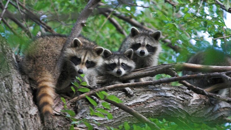 Native Animals and Plants in the USA