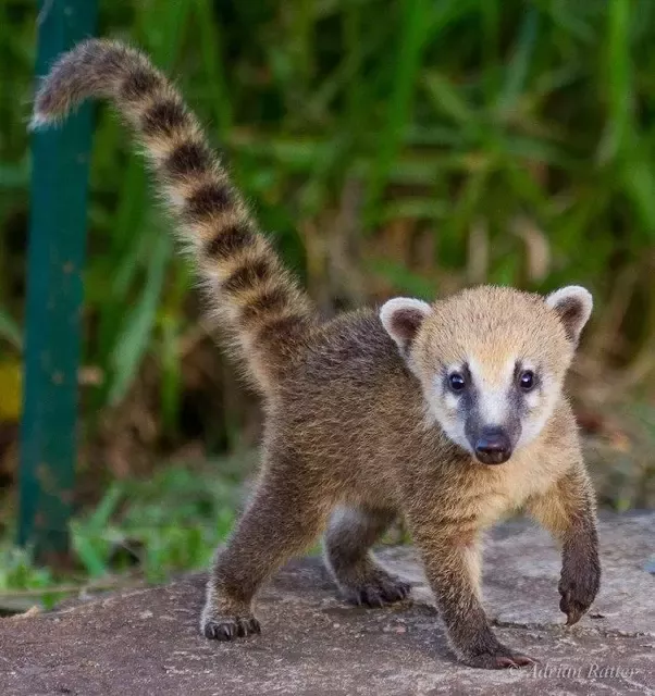 Native North American Animals: Exploring the Rich Wildlife of the Continent