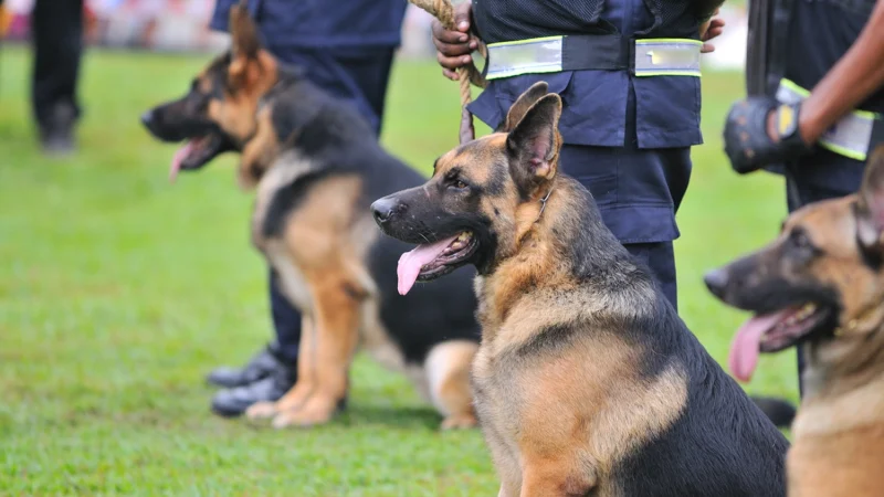 Police Dog for Sale: The Ultimate Canine Companion for Law Enforcement
