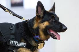 Police German Shepherd Dogs: The Ultimate Crime-Fighting Canine
