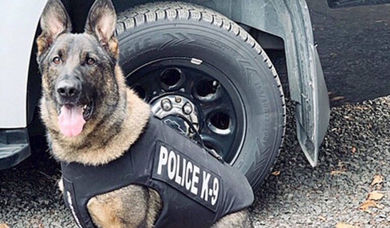 Police Officer Dogs: The Unsung Heroes of Law Enforcement