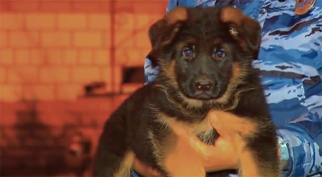 The Russian Police Dog: A Powerful and Reliable Crime-Fighting Companion