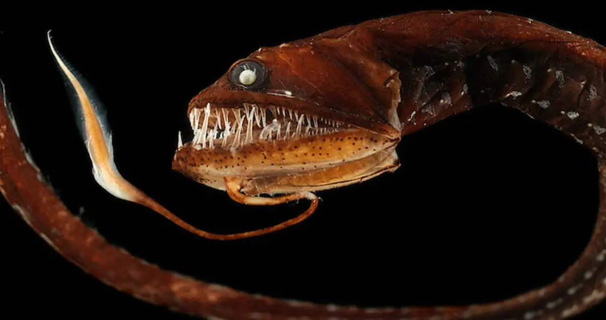 Scariest Animals: Unveiling Nature’s Most Terrifying Creatures