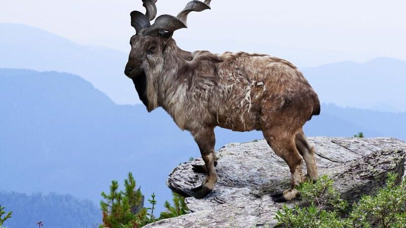 Top 50 Animals in the World 2023
