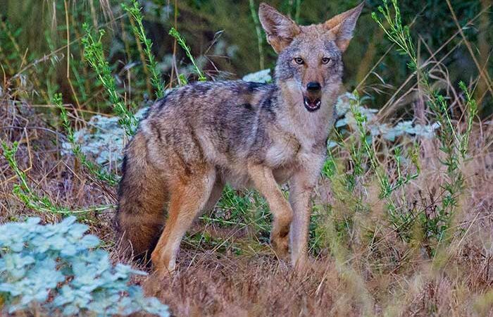 What Wild Animals Live in the USA