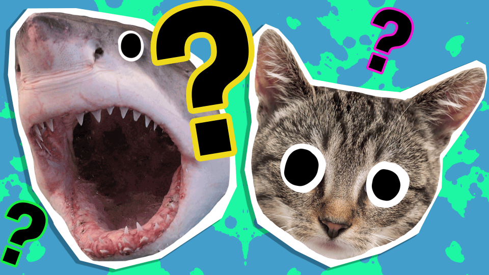 What Animals Look Like