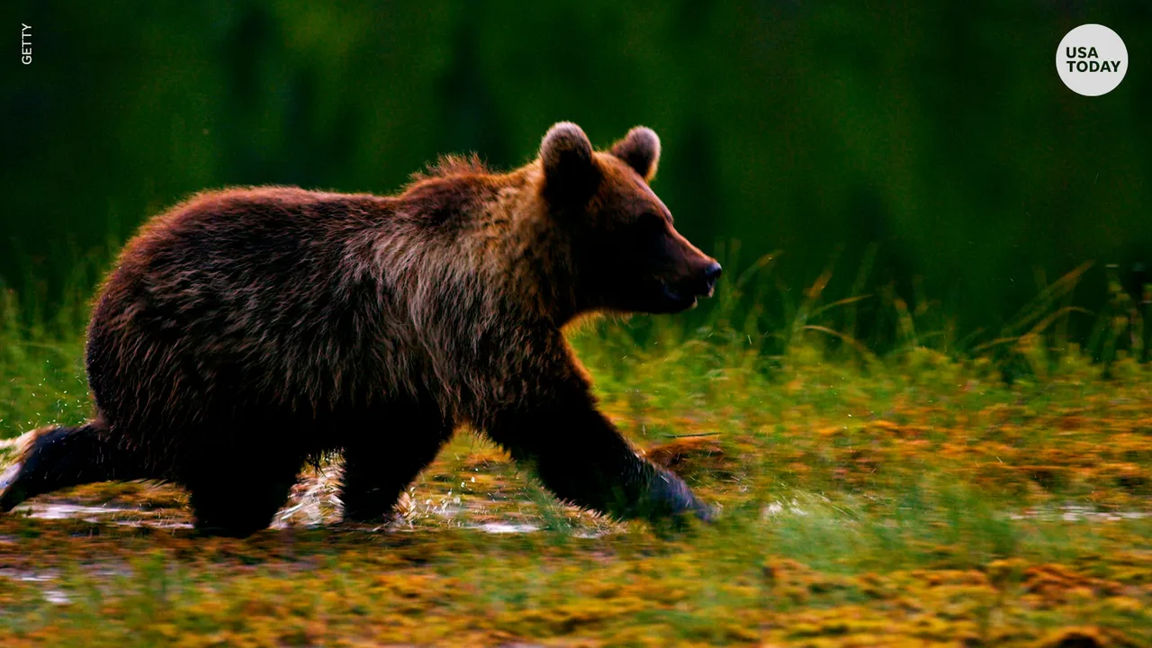 What Dangerous Animals Live in America