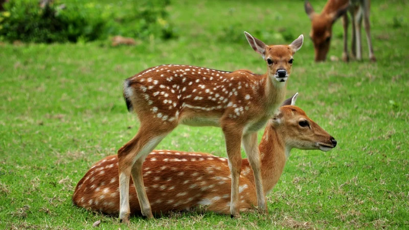 What Plants and Animals Are Common in the Catskill Mountains